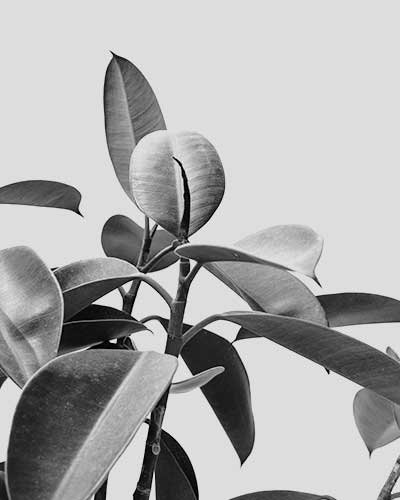 black and white_ plant
